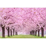 25 Japanese Flowering Cherry Blossom Tree Seeds