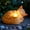 Orange, variant on Sleeping Cat Candle Holder Statue Realistic Resin Cat Figurine with Candle Tray Outdoor Garden Decor for Patio Yard or Indoor Use for Cat Lovers Women and Memorials Orange