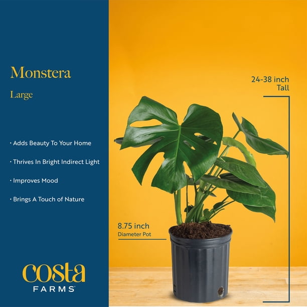 monstera coasters Coastera - Monstera Coasters