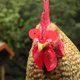 thumbnail image 5 of 100 piezas Peepers de pollo Calavas de aves, 5 of 6