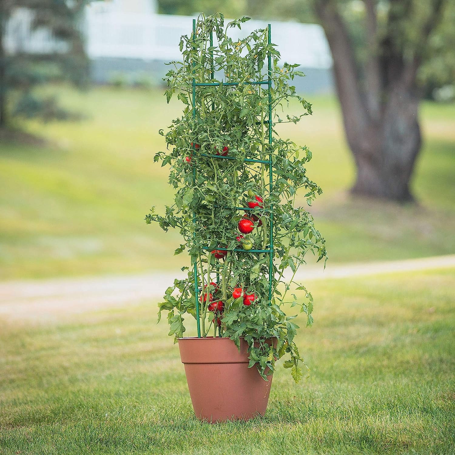 Gardeners Blue Ribon TMC3PACK 5 ft. Sturdy Ultomato Tomato Cage - Pack of 3