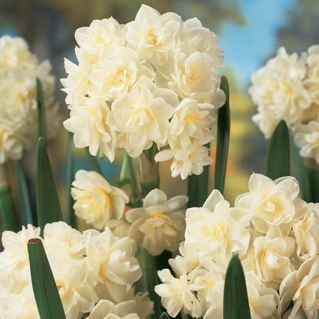 Summer Cheer Light Yellow Flowering Daffodil Dormant Bare Root Summer Flowering Bulbs, 10 bulbs per offer