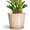 Beige, variant on Ceramic Pots for Plants - 5.6 Inch Plant Pot with Drainage Hole and Saucer, Round Orchid Succulent Pots for Indoor Outdoor, Modern Small Planter, Home Office Decor, Gifts for Women, Beige