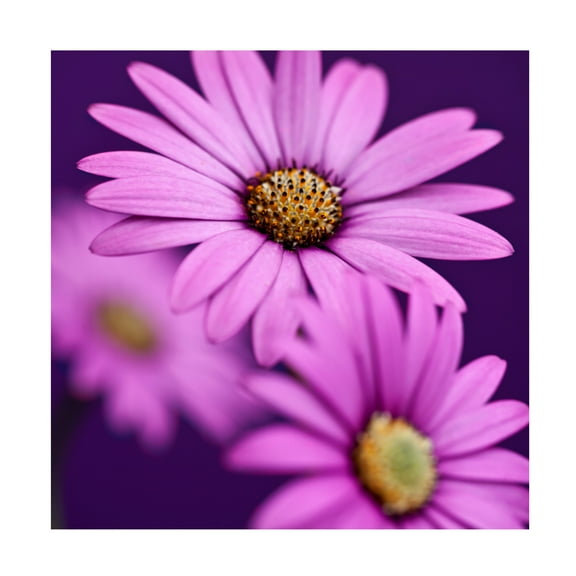 Symposium Design 'Plum Daises III' Canvas Art