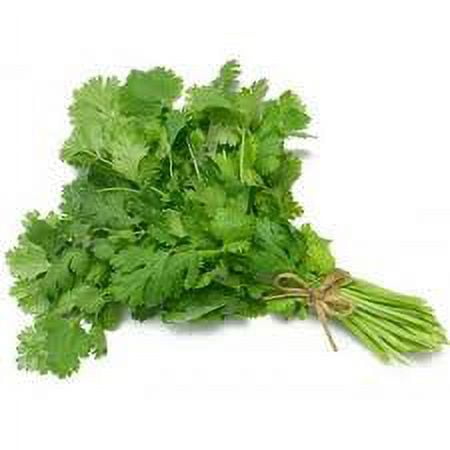Organic Fresh Green Cilantro in Bag, Versatile Fresh Herb