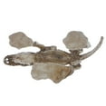 thumbnail image 6 of Unique Dinosaur Skeleton Shape Resin Reptile Decoration Ornaments for Turtle Hideouts Habitat Terrarium Background Decor, 6 of 9
