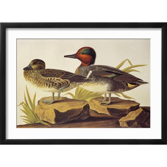 Art.com American Green-Winged Teal Art Print by John James Audubon, Black Frame Wall Art, 23" x 17"