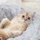thumbnail image 5 of RKSTN Cat Bed Pet Nest Super Soft Shell Nest-Gentleman Grey, 5 of 7