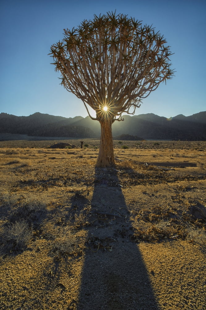 Sunburst Through A