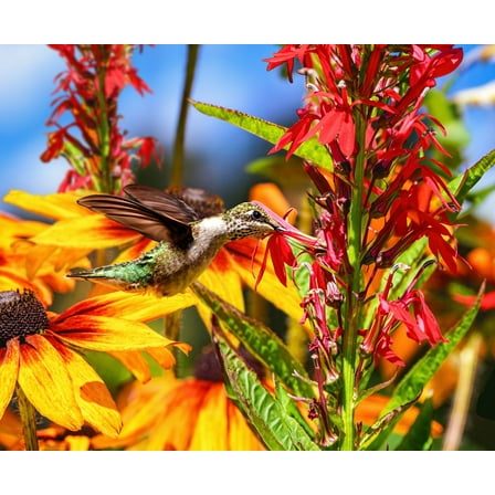 Springbok 500 Piece Summer Hummingbird Jigsaw Puzzle for Adults - Made in USA