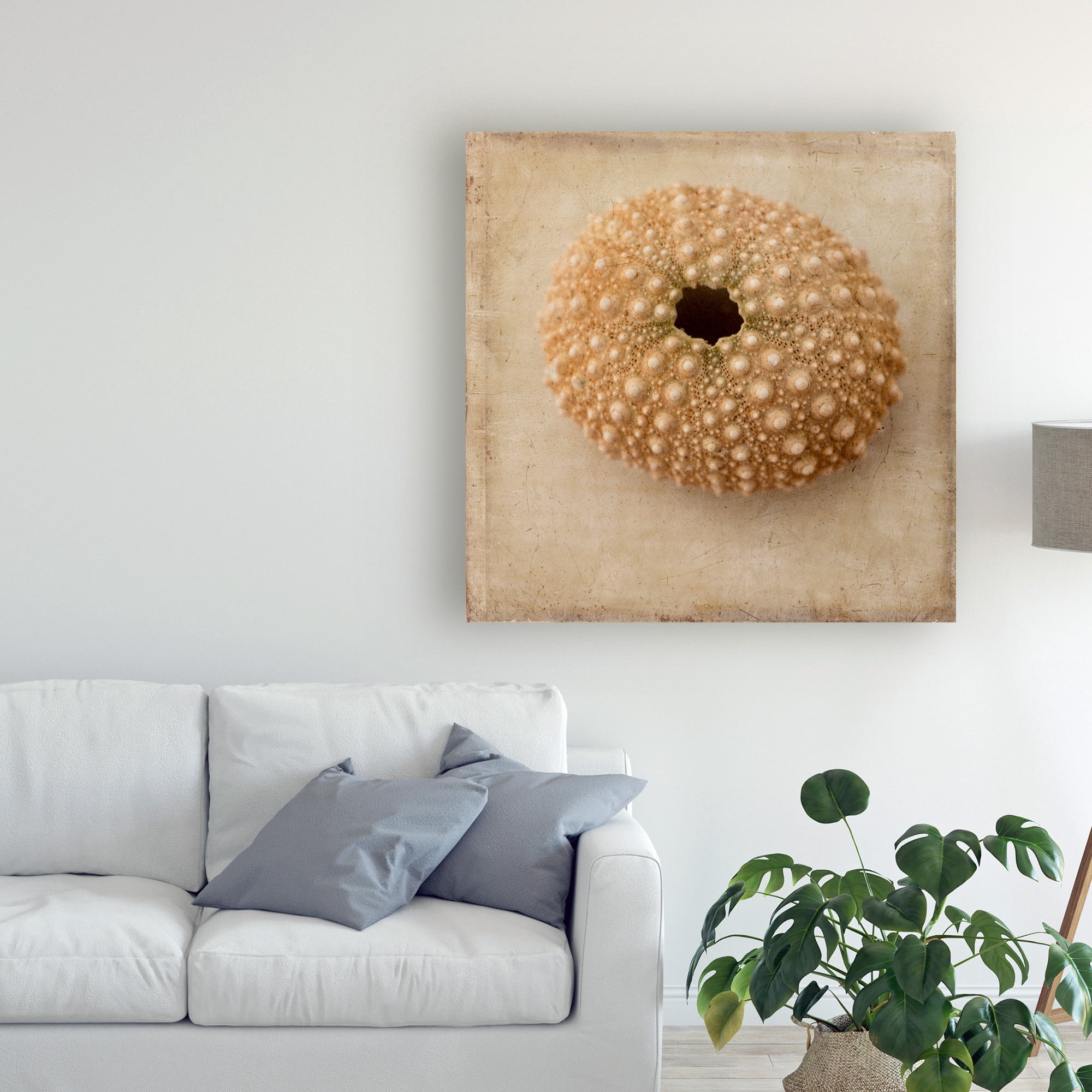 Trademark Fine Art 'Sepia Shell III' Canvas Art by Judy Stalus
