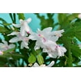 thumbnail image 3 of Hirt's White Christmas Cactus Plant - Zygocactus - 6" Pot, 3 of 4