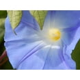 thumbnail image 5 of Heavenly Blue Morning Glory Flower/Perennial/Full Sun/40 Seeds 2 Grams/Zellajake Farm and Garden - B277, 5 of 5