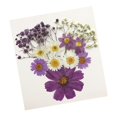 thumbnail image 3 of Flores secas prensadas naturales Macarena 13X para álbumes de recortes DIY, 3 of 8
