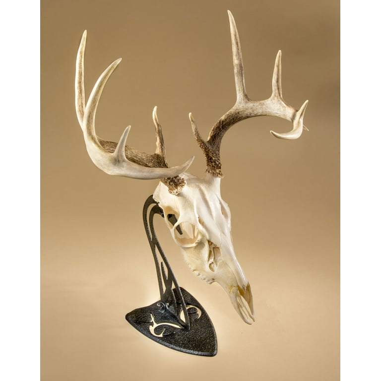 Skull Hooker Table Hooker Realtree Edition European Trophy Mount