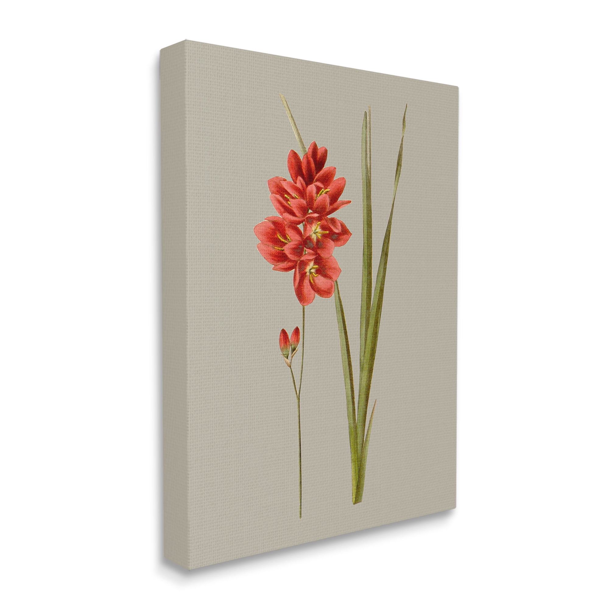 Stupell Industries Red Traditional Botanical Botanical & Floral Painting Gallery Wrapped Canvas Art Print Wall Art, 36 x 48