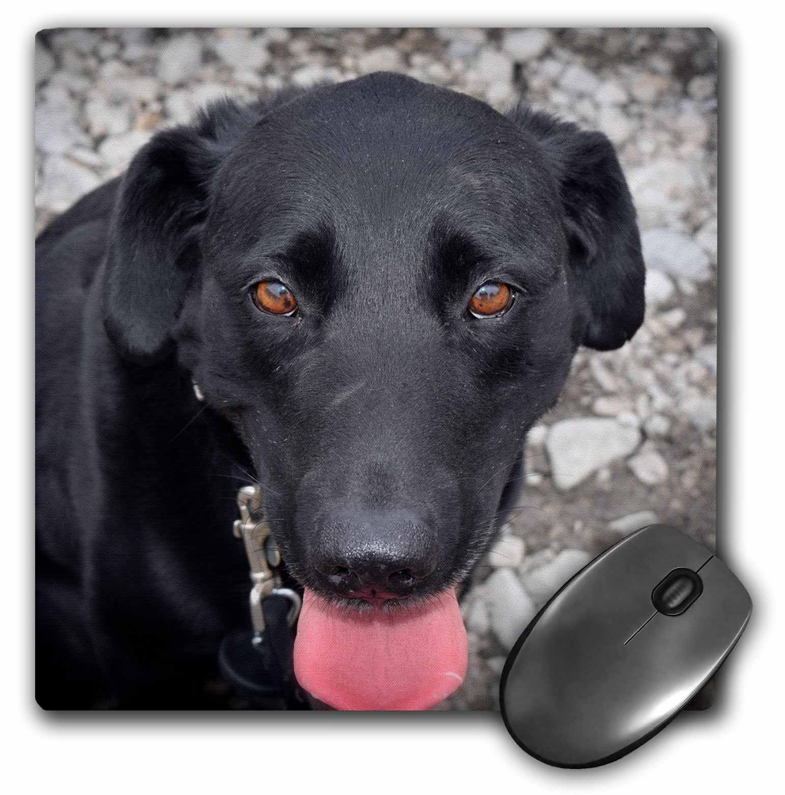 3dRose Face of a happy Black Lab Mouse Pad, 8 by 8inch