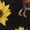 Sunflower Chicken, variant on Flowers Chicken Mules Shoes Ladies Slip On Slippers Cute Farmhouse Chick Floral Walking Shoes Flat Loafers for Casual,Work