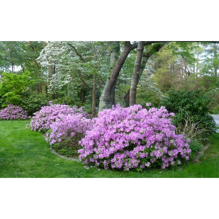 Korean Azalea-Azalea poukhanense-Compact Shrub with Spring Blooms