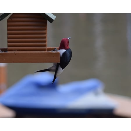 Laminated Poster Feeder Redheaded Woodpecker Woodpecker Bird