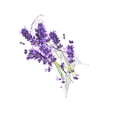thumbnail image 4 of Dove Body Cream Lavender & Coconut Milk 10 oz, 4 of 4