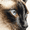 Fluffy, variant on Siamese Cat Canvas Portrait, Coffee Shop Bookstore Wall Decoration
