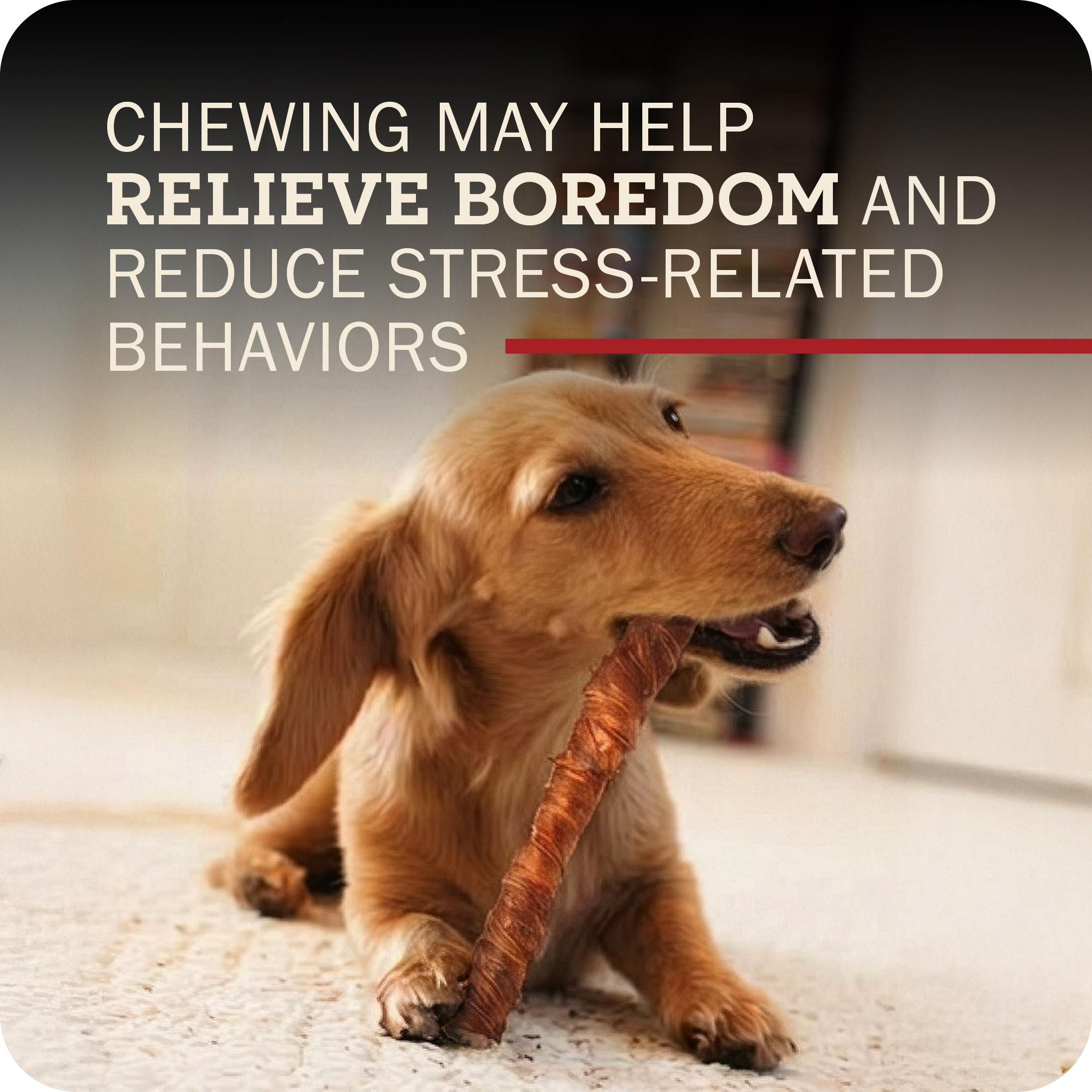 Redbarn Bully Twists Dog Chews, 5-Count photo 8