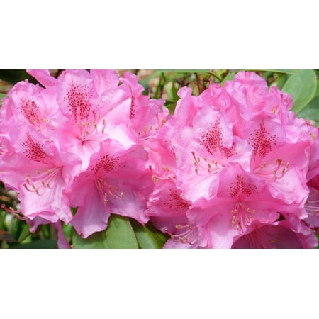 - Peel-n-Stick Poster of Pink Joy Color Nature Garden Rhododendron Flowers Poster 24x16 Adhesive Sticker Poster Print