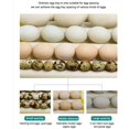 thumbnail image 4 of Egg Incubator Tray Automatic Egg Turner for Quail, - 13 Tubes, 4 of 8