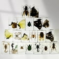 thumbnail image 2 of Real Insect in Resin Block, Clear Paperweight for Desk Display, Science Education, Collection, 2 of 8