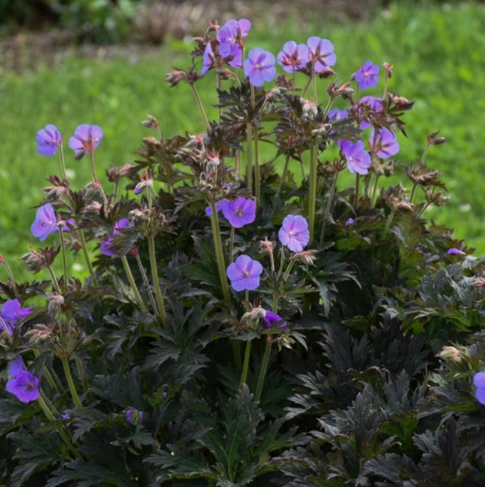 Proven Winners 1 Gallon, 'Boom Chocolatta' (Geranium) Live Plant, Blue-Purple Flowers, and Dark Green Foliage