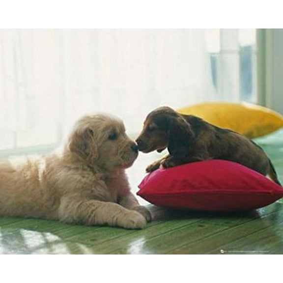 Puppies Kiss Poster 20x16