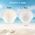 thumbnail image 2 of 40 Conchas de Vieira Naturales de 1,4 A 2,4 Pulgadas, Pequeñas Conchas de Mar Blancas para Manualidades, Conchas de Mar Reales A Granel, 2 of 6