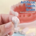 thumbnail image 2 of Dental Model Set with 32 Removable Teeth Pieces for Typodont Practice, 2 of 5