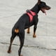 thumbnail image 2 of Arnés fuerte grande y mediano para perros, chaleco acolchado cómodo para mascotas, correa sin tirar, Collar de correa Red_XL Jinwen Arnés de perro ajustable, 2 of 8