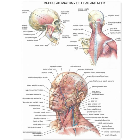 MUSCULAR ANATOMY OF HEAD AND NECK Posters & Prints Wall Chart - Medical Teaching Canvas Painting Hospital Classroom Home Wall Art Decor Sticker (without Framed),16x12 inch (40x30cm)