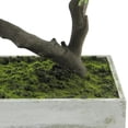 thumbnail image 3 of Northlight 1.5' Unlit Artificial Japanese Bonsai Tree in a Planter Box, 3 of 6