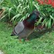 thumbnail image 2 of 3D Artificial Doves Garden Statue Acrylic Yard Art Animal Statues Decoration for Weding Party Garden Decor, 2 of 5