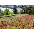 thumbnail image 3 of It Blooms Rainforest Grown 8 Pack Assorted Air Plants - Live Tillandsia - Easy Care House Plants - Succulents - 30 Day Guarantee, 3 of 3