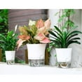 thumbnail image 6 of Transparent Self-Watering Plant Flower Plastic Pot Planter Home Garden Decor, 6 of 6