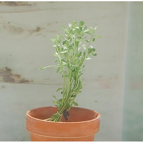 Bunch Plants: Moneywort