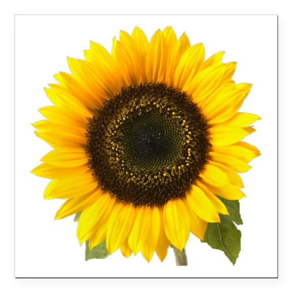 CafePress - Sunflower Square Car Magnet 3 X 3 - Square Car Magnet 3" x 3"