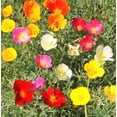 thumbnail image 2 of TomorrowSeeds - 7 Colors Mix California Poppy Seeds - 18,000+ Count - For 2026 Planting Rainbow, 2 of 8