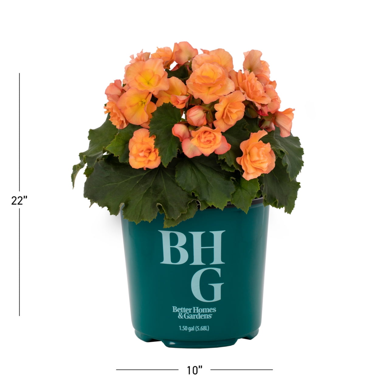 Better Homes & Gardens 1.5gal Orange Begonia Live Annual Plant Shade