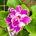 thumbnail image 3 of VaT Pulsar African Violet, 4 inch, Gesneriad Pink White Large Variegated Flower, 3 of 5