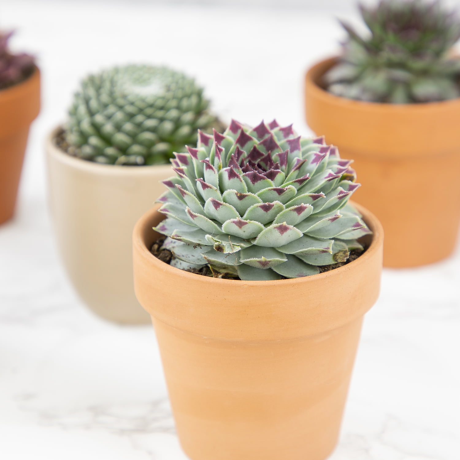 Element by Altman Plants Pet Safe Live Succulent Plants (5 + 1 Free Plant) - 2 in. Pots