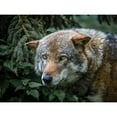 thumbnail image 3 of Ronin 24x19 Black Modern Framed Museum Art Print Titled - Lone Wolf, 3 of 5