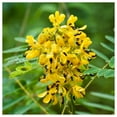 thumbnail image 3 of Everwilde Farms 60 Wild Senna Flower Seeds, Resealable Mylar Packaging, 3 of 5
