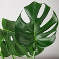 thumbnail image 4 of House Plant Dropship 4-MONSTERA-DELICIOSA-BARE.ROOT 4 in. Philodendron Monstera Split-Leaf Pot, 4 of 10