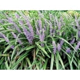 thumbnail image 4 of 5 LILYTURF Liriope Muscari aka Big Blue Lily Turf / Monkey Grass Flower Seeds, 4 of 10